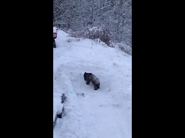 VIDEO - Un ursuleț jucăuș a fost atracția turiștilor de la un restaurant din Predeal