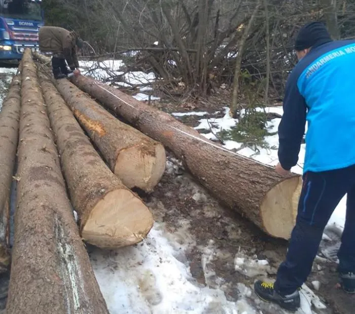 Material lemnos abandonat, găsit de jandarmi