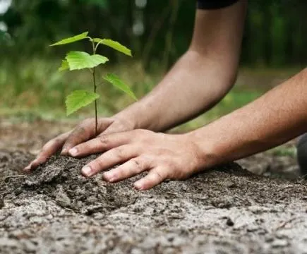 Primăria Brașov va planta peste 1.300 de puieți de arbori, în această primăvară