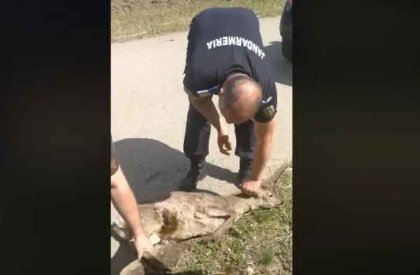 VIDEO Căprior rănit, descoperit de jandarmi