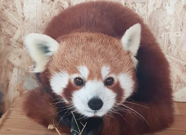 VIDEO Singura femelă de panda roșu din România poate fi admirată, de astăzi, la Grădina Zoologică Brașov
