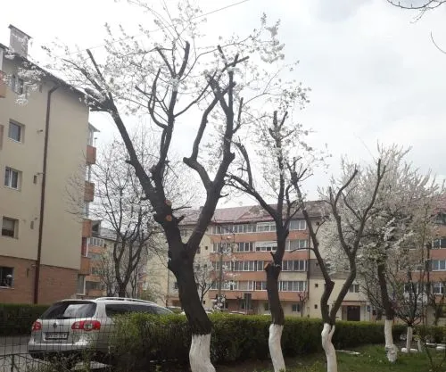 VIDEO Ce au declarat reprezentanții Primăriei Brașov despre tăierile de arbori din municipiu?