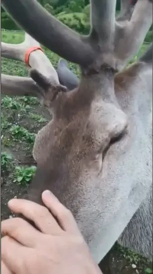 VIDEO Gospodării din Șinca Nouă, vizitate de un cerb prietenos