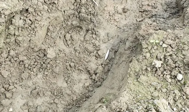 Pești morți pe râul Olt, în zona Augustin-Apața (FOTO)
