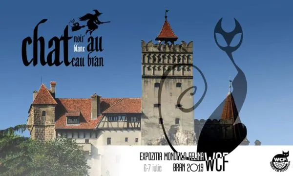 Cele mai frumoase pisici din lume, astăzi, la Castelul Bran