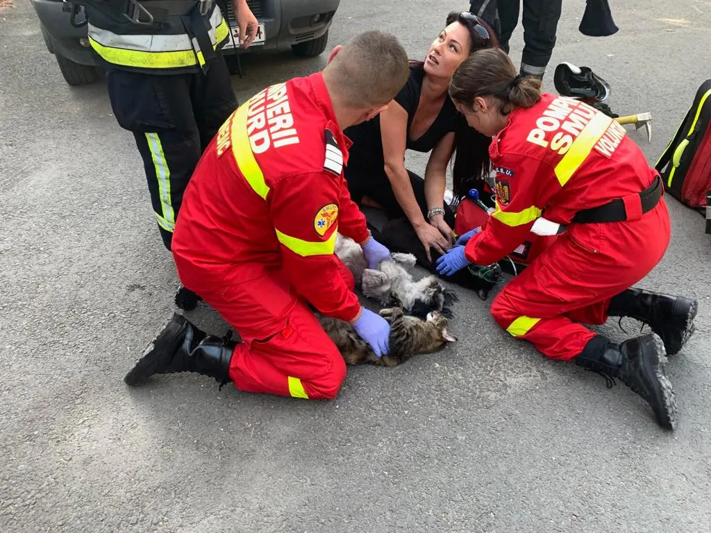 FOTO Trei animale moarte într-un incendiu