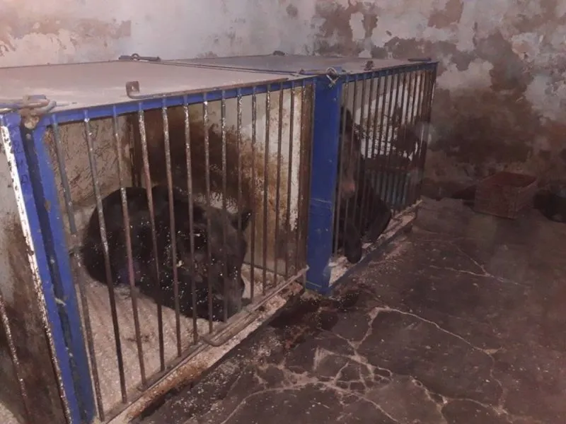 FOTO Două ursoaice chinuite 24 de ani la spectacole de circ vor ajunge la sanctuarul de la Zărnești