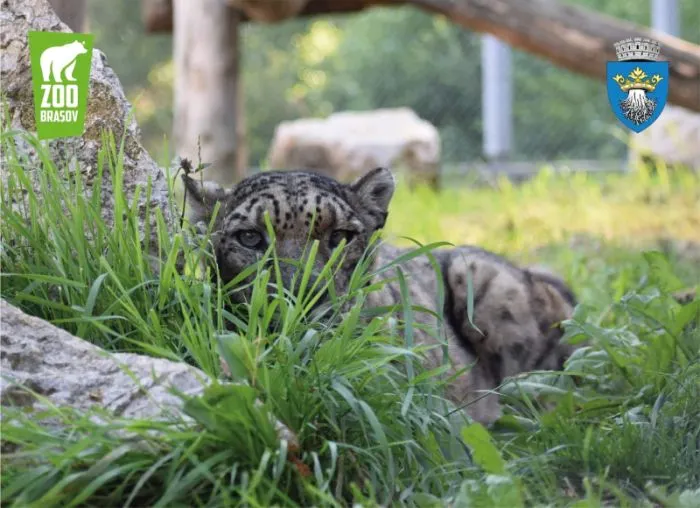 Leopardul zăpezilor va fi sărbătorit, astăzi, la Zoo Brașov