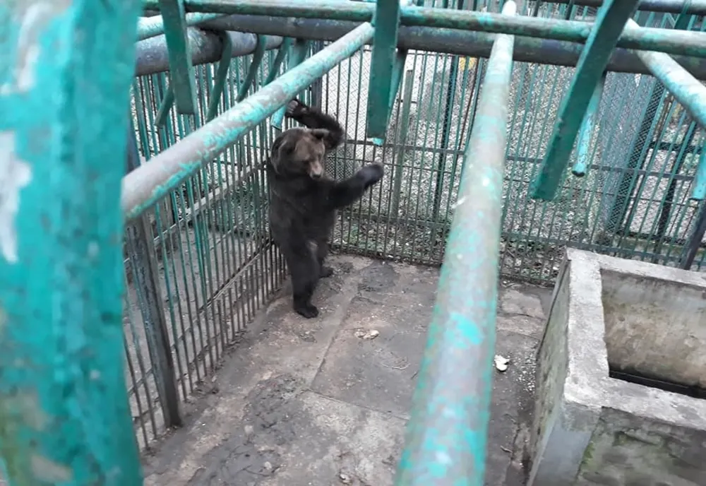 VIDEO+FOTO O viață mai bună pentru ursoaica Roxana, care a trăit 12 ani captivă printre betoane