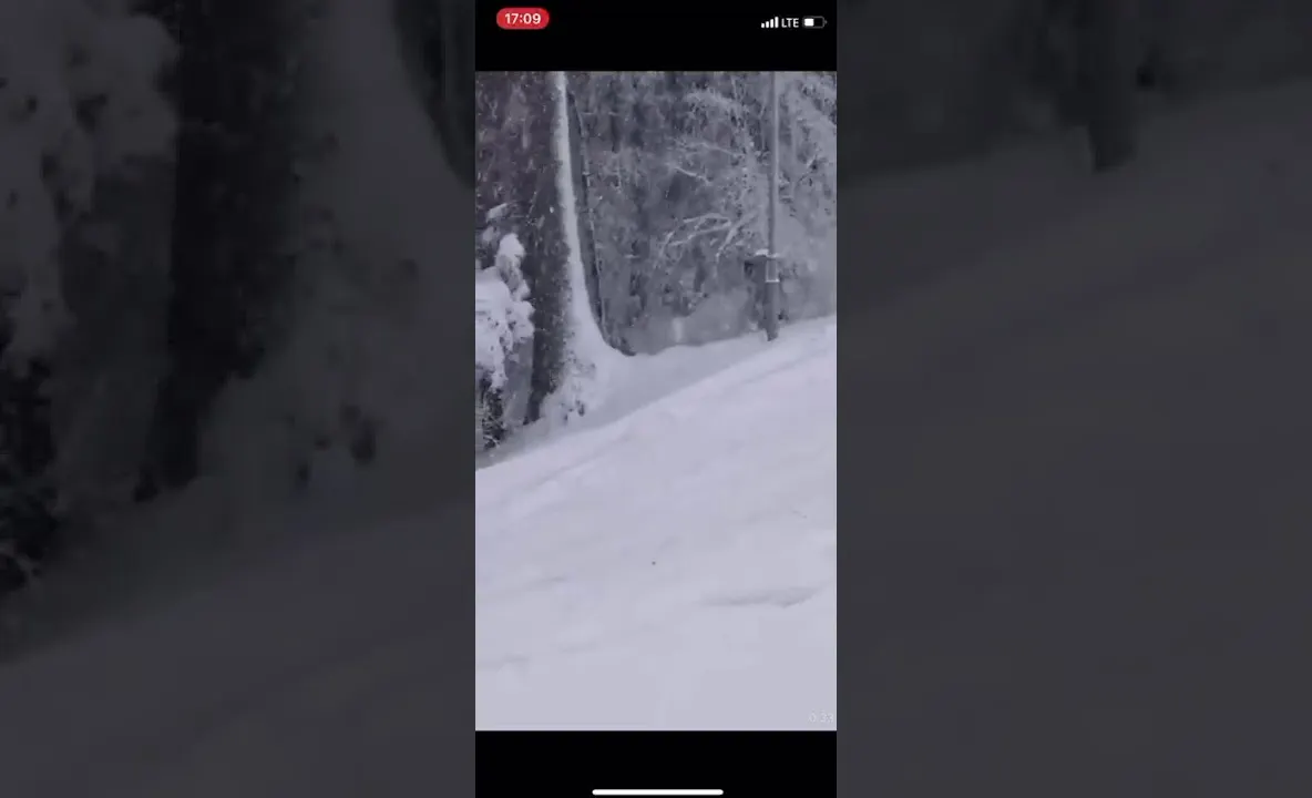 VIDEO Nici urșii nu mai sunt ce au fost! Iarna nu mai stau în bârlog, ci pe pârtie!