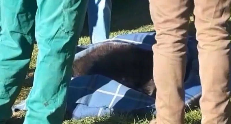 VIDEO Ursuleț eutanasiat, după ce a fost lovit de tren