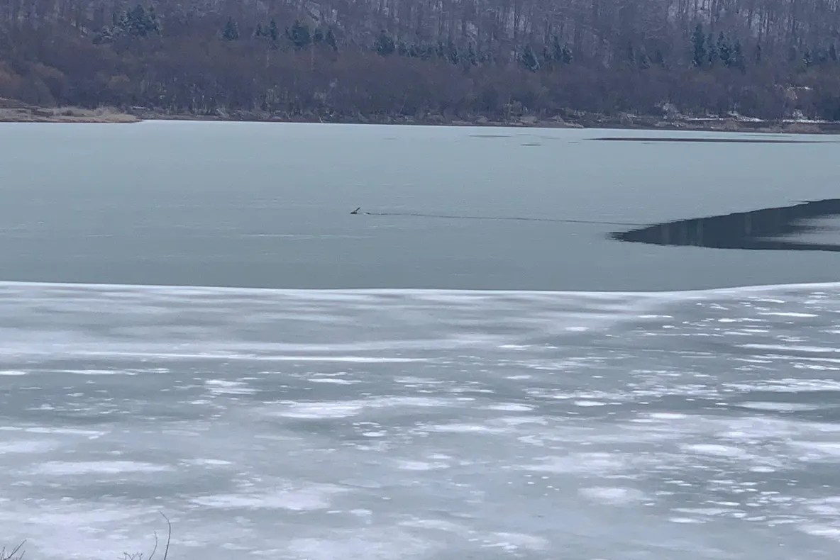 VIDEO+FOTO Cerb căzut în lacul de la Tărlung