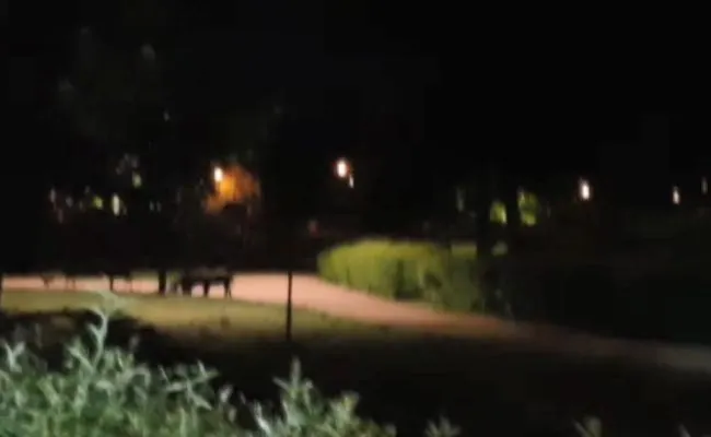 VIDEO Turmă de mistreți, lângă Lacul Noua