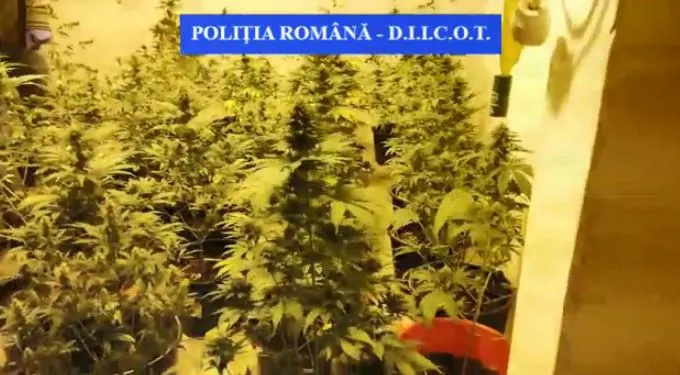 VIDEO Bărbat cercetat pentru trafic de droguri de risc
