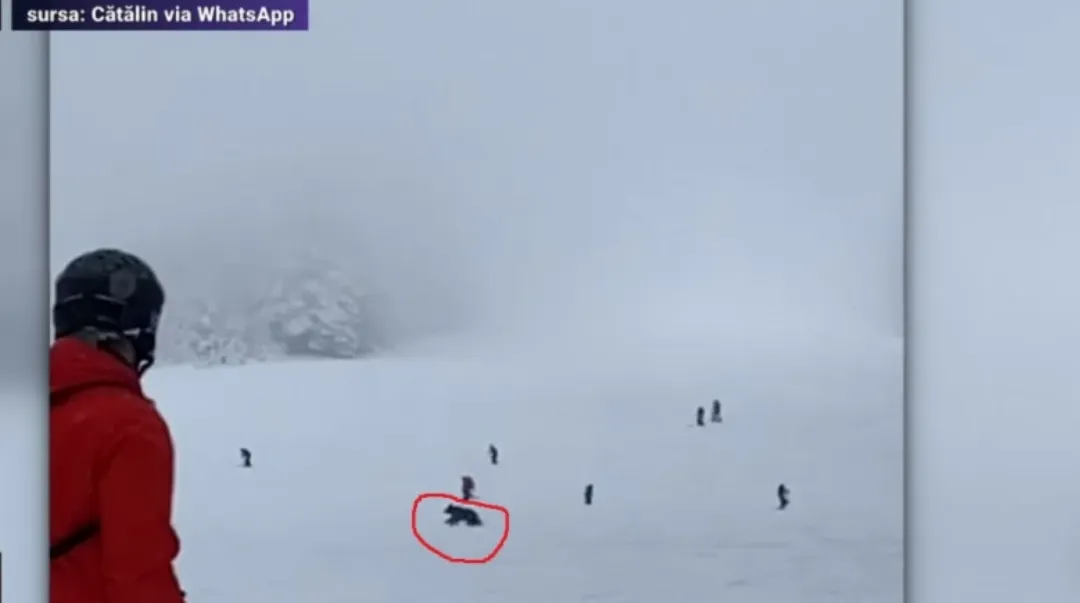VIDEO Pui de urs, pe pârtia din Predeal