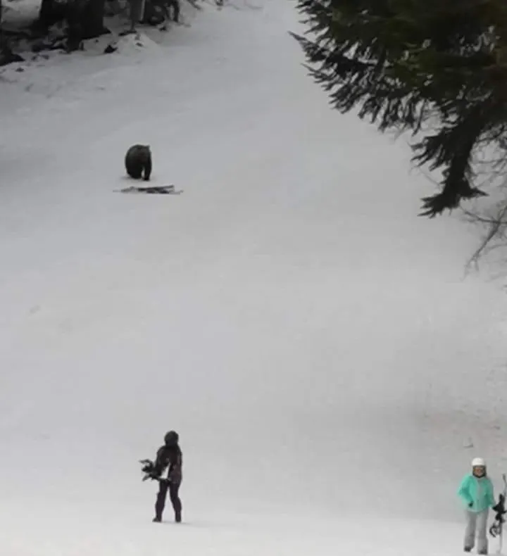 VIDEO Schiori atacați de urs, la Predeal!