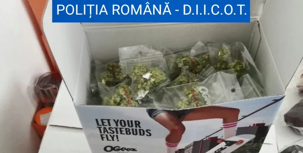 VIDEO 26 de percheziții la traficanții de droguri! 11 persoane duse la DIICOT!