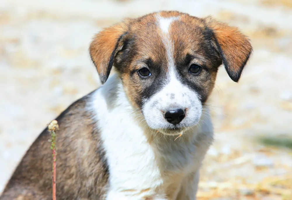 Un minor a dat dovadă de o cruzime fără margini! La 15 ani a ucis un câine!