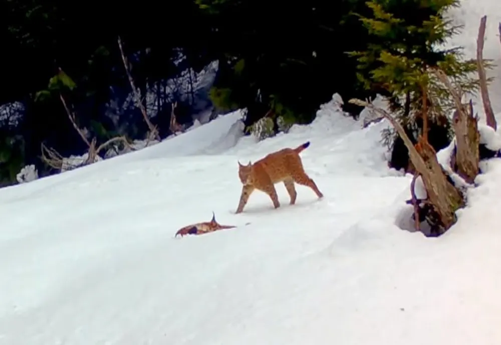 VIDEO Momente de tandrețe între doi râși, în Piatra Craiului