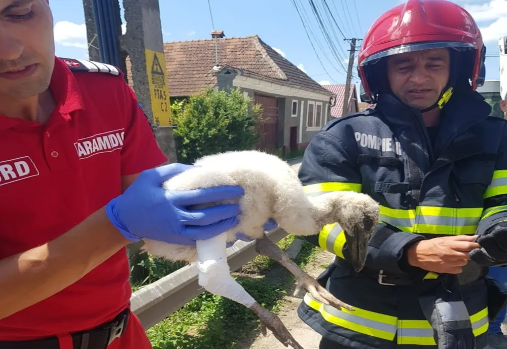 VIDEO Pui de barză salvat de pompierii braşoveni!