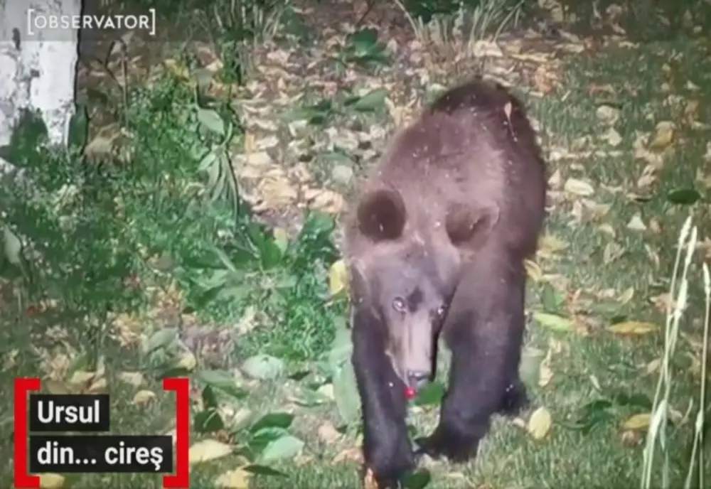 VIDEO Un urs a stat mai multe zile în cireșul unei gospodării din Săcele