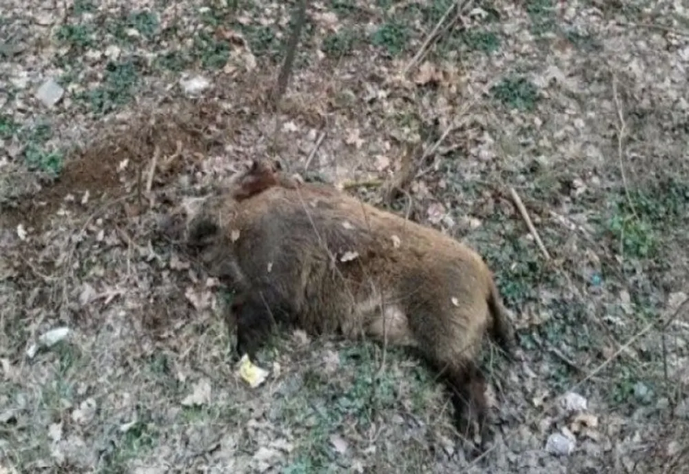 14 mistreți găsiți morți în județul Brașov