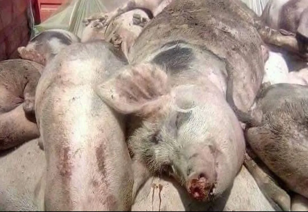 22 de focare de pestă porcină, în județul Braşov!