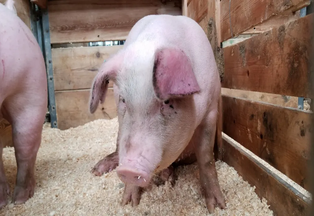 Focar de pestă porcină africană, confirmat în Făgăraș