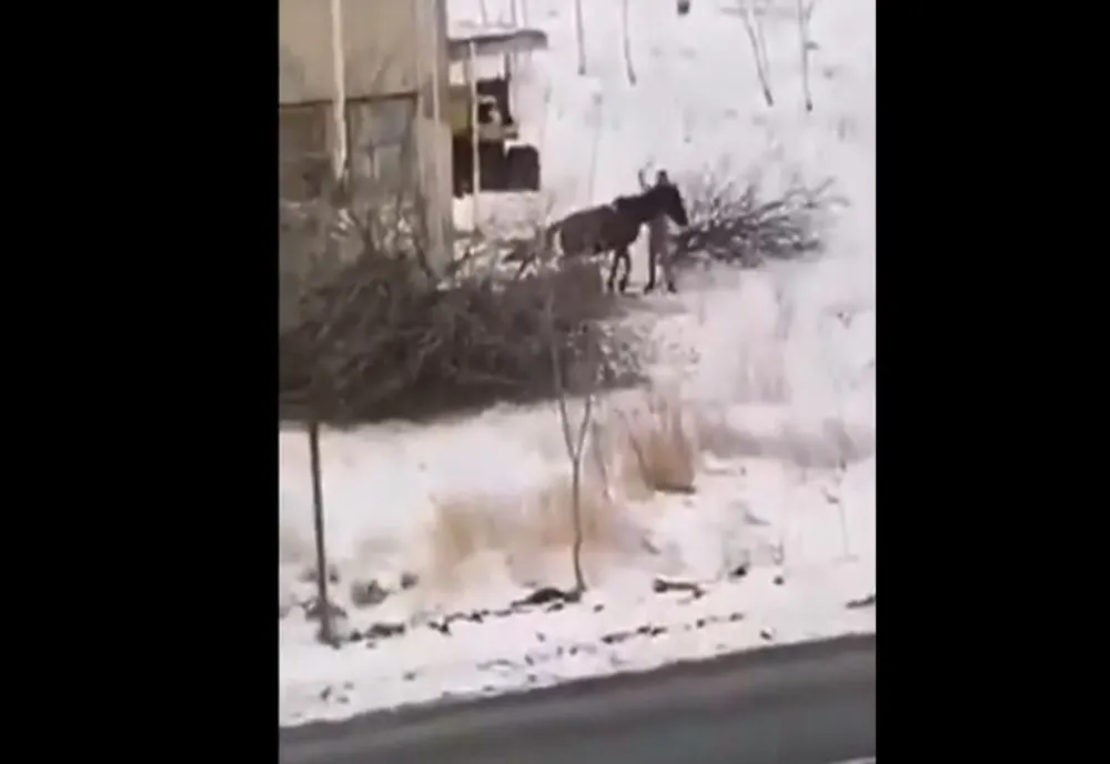 VIDEO Poliția s-a autosesizat după apariția unui filmuleț în care un cal este bătut, la Codlea!