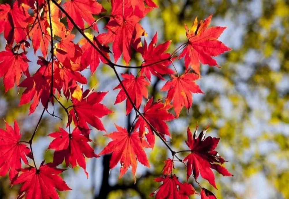 Val de aer rece peste România - ANM a emis prognoza pentru următoarele 4 săptămâni - Scădere puternică a temperaturilor