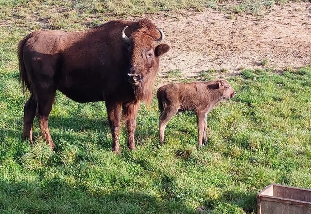 Doi pui de zimbru, noile vedete ale Rezervației Valea Zimbrilor din Vama Buzăului