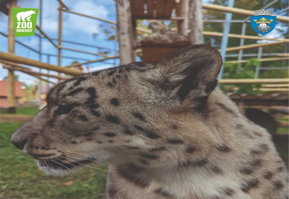 Zi specială, mâine, la Zoo Braşov