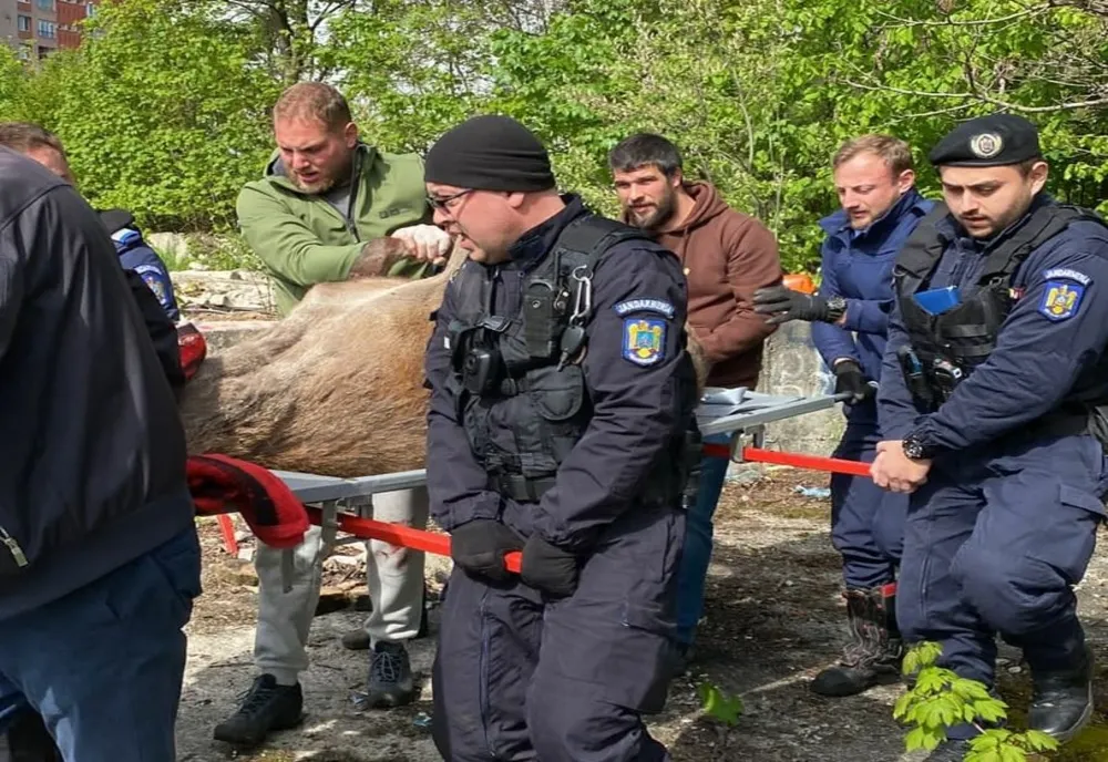 VIDEO + FOTO Mobilizare de urgență a autorităților, la Brașov. Un cerb rătăcit printre blocuri, lângă o școală, a fost capturat și eliberat în pădure