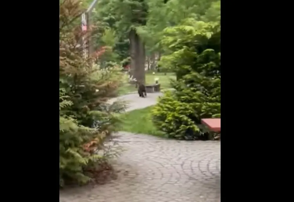 VIDEO Ursul nu s-a speriat de Contele Dracula. A ajuns și la Castelul Bran