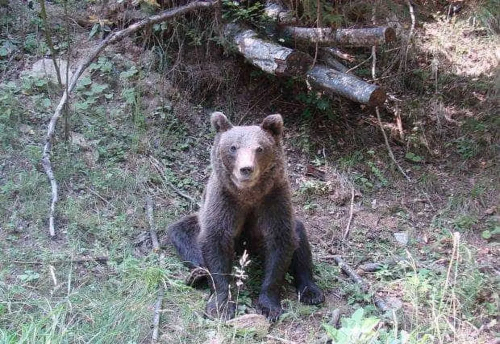 UN PUI DE URS A FOST SALVAT ÎN ZONA PÂRTIEI LUPULUI DIN POIANA BRAȘOV