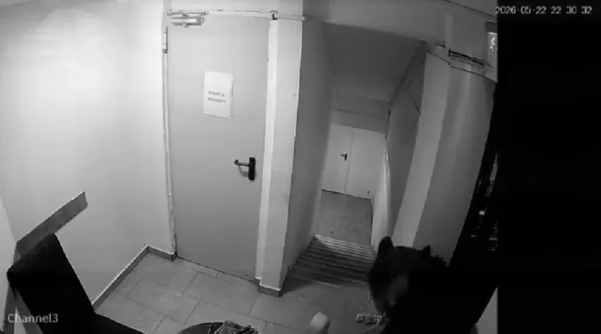 Un urs a intrat într-un hotel din Poiana Brașov