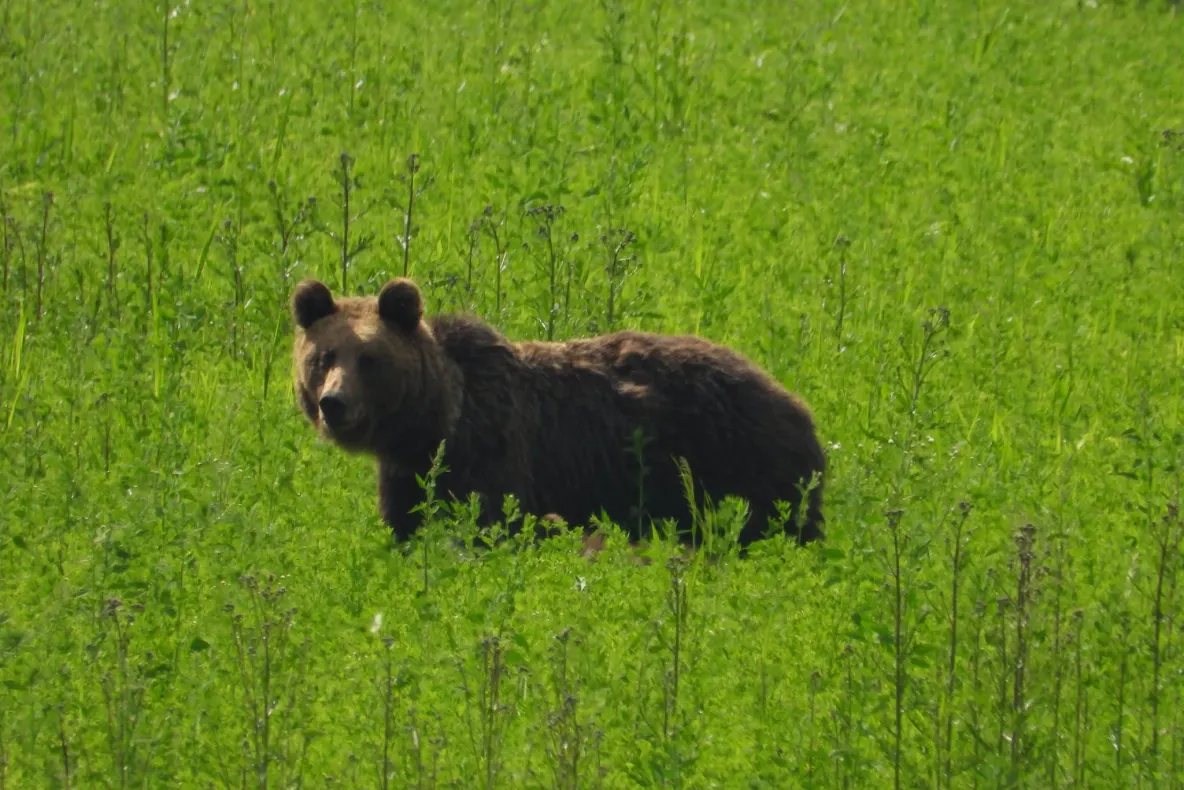Patru pui de urs orfani de la Sanctuarul Libearty Zărnești, transferați într-un parc natural din Franța