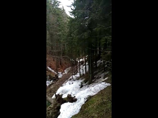 VIDEO Transport ILEGAL de bușteni, în Piatra Craiului
