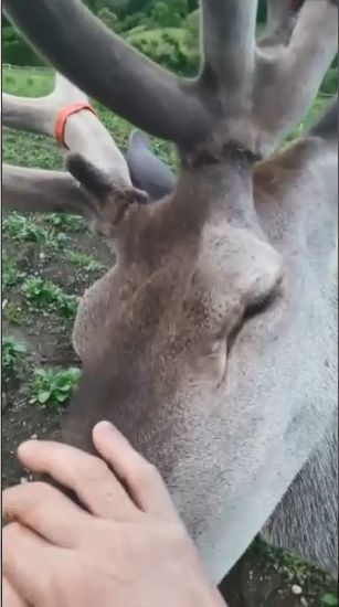 VIDEO Gospodării din Șinca Nouă, vizitate de un cerb prietenos