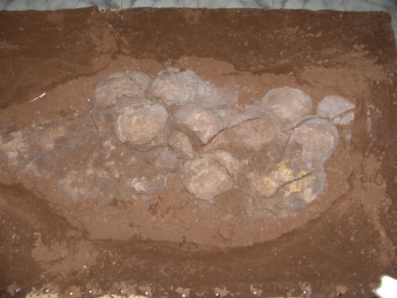 Noi cuiburi cu ouă de dinozaur descoperite pe teritoriul României