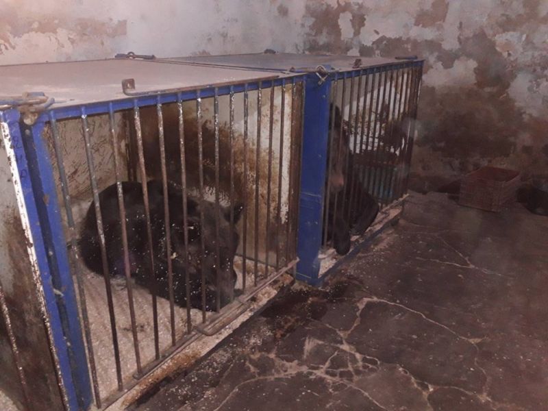FOTO Două ursoaice chinuite 24 de ani la spectacole de circ vor ajunge la sanctuarul de la Zărnești