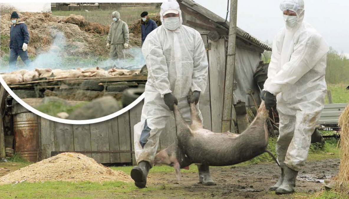 Măsuri STRICTE după confirmarea pestei porcine africane la Brașov!