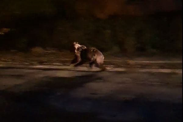 VIDEO Urs filmat, azi-noapte, la Făgăraș