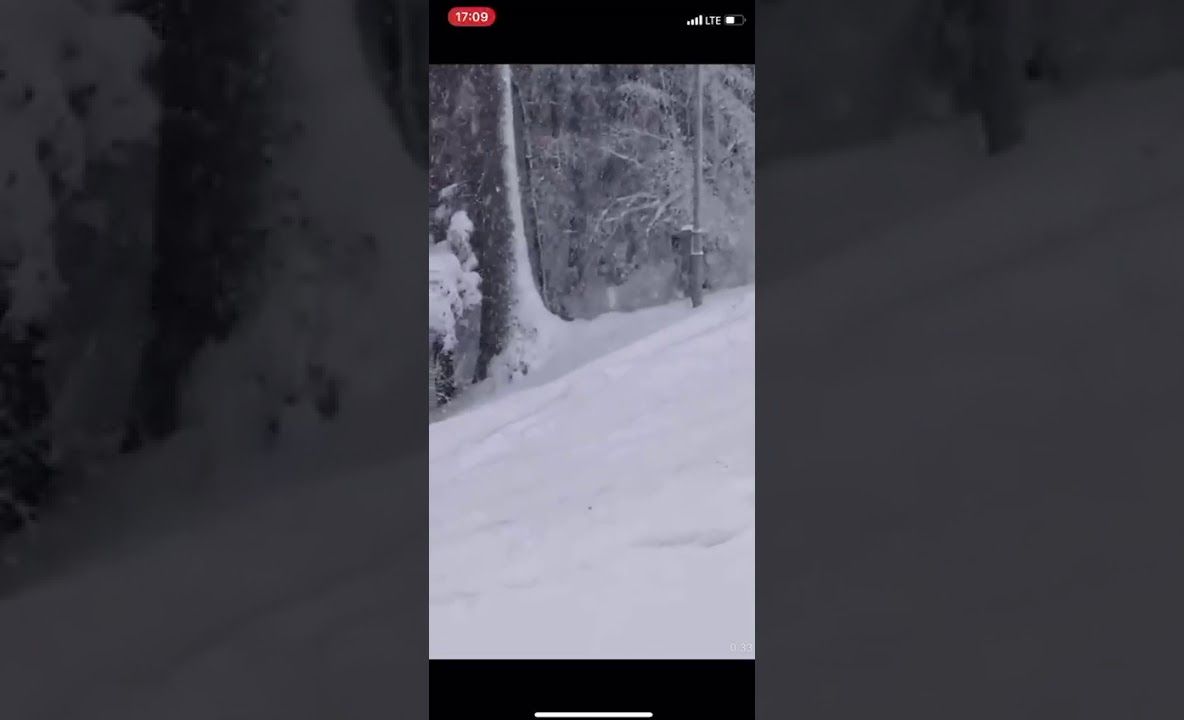 VIDEO Nici urșii nu mai sunt ce au fost! Iarna nu mai stau în bârlog, ci pe pârtie!