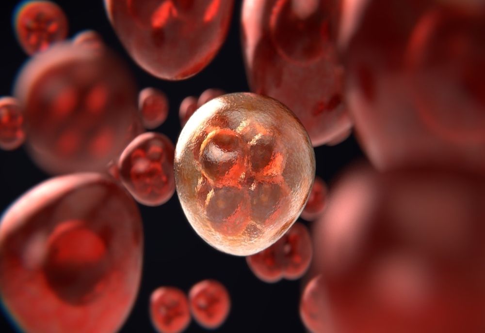 Lista alimentelor care luptă cu cancerul, recomandate de un oncolog: ajută organismul să elimine compușii chimici