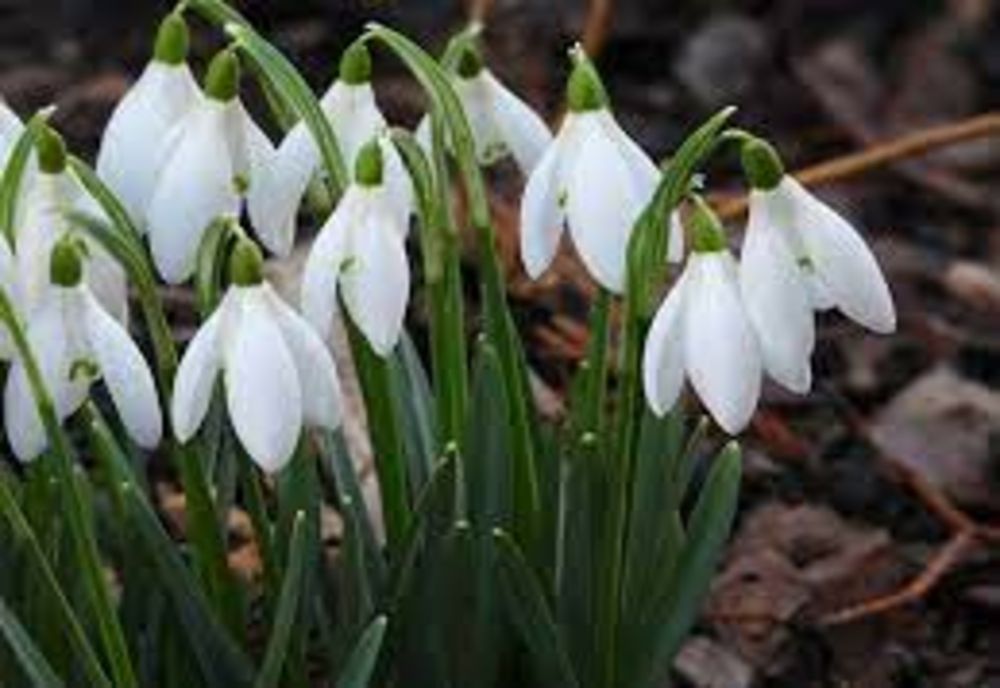 Prognoza meteo 14 februarie. Temperaturi nefirești - anunț de ultim moment de la meteorologi