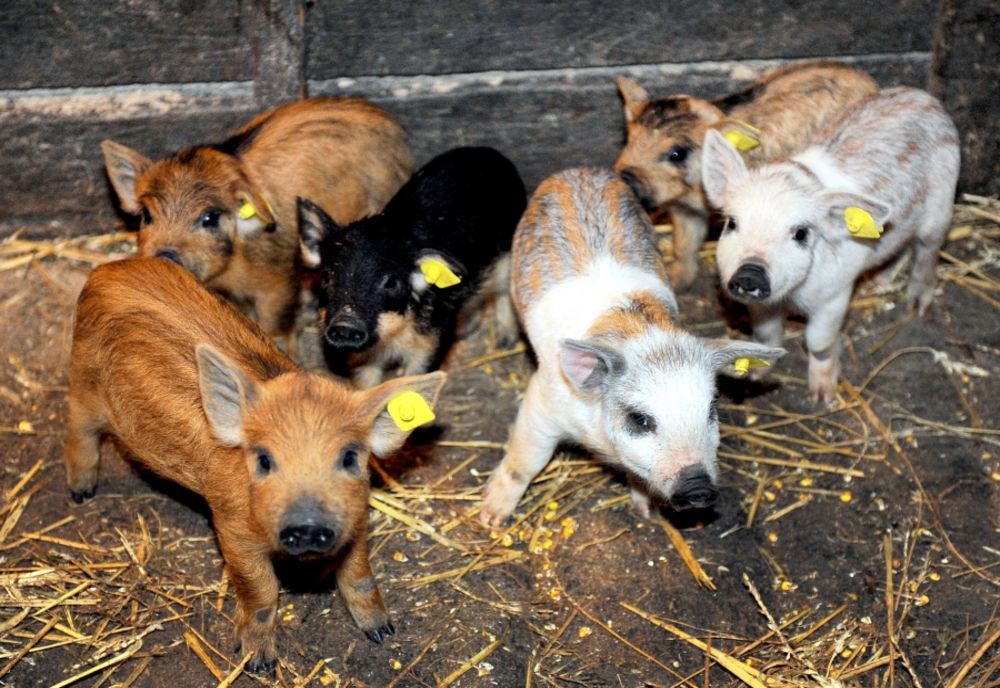 Subvenție de 1.200 lei pentru crescătorii de porci din rasele românești Bazna şi/sau Mangaliţa 