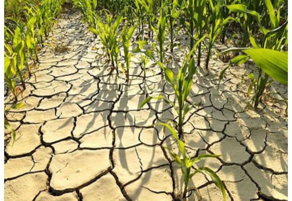 Secetă în România | Prăpăd de la o zi la alta: Peste 330.000 de hectare afectate