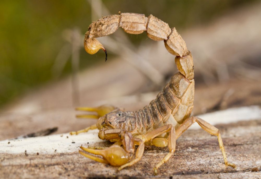  ZECI DE SCORPIONI CARPATINI OBSERVAȚI PE FONDUL TEMPERATURILOR RIDICATE