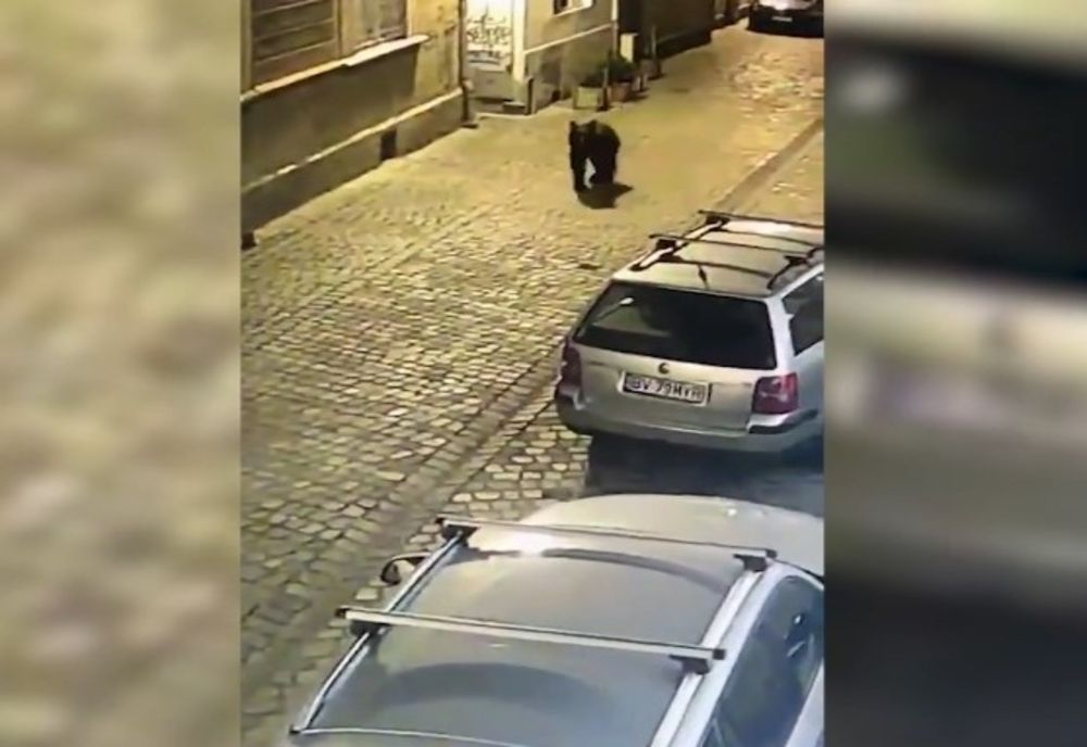 VIDEO Panică în Brașov: un URS a fost filmat pe străzile orașului. O femeie, surprinsă de animal